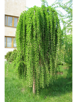 Лиственница европейская Repens