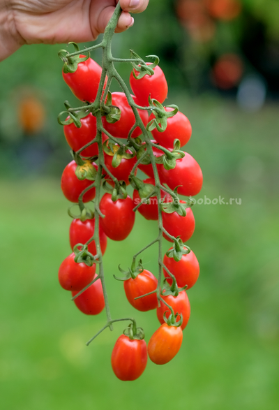 Томат Сызранские Дамские Пальчики, 10 шт.