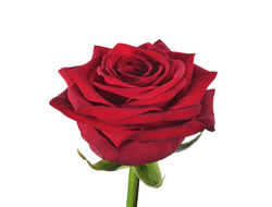 Розы Рэд Наоми Красные (до 60 см) Россия