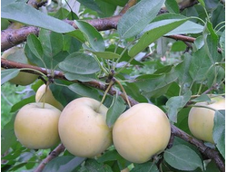 Уральское наливное (яблоня)