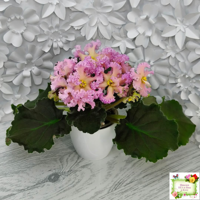 РМ-Оранжевое Лето (Н. Скорнякова) 2022 г. (детка)