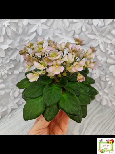 Morgan's Sweet Patootie (С.Eros)