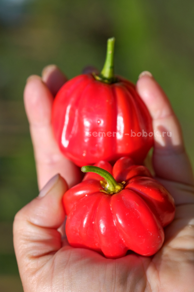 Перец острый Aji Dulce Rojo (Ахи Долче Рохо), 10 шт