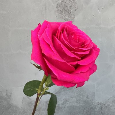 Роза Эквадор розовая