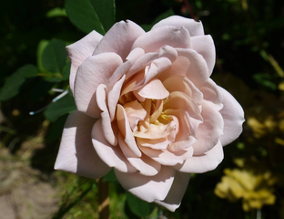 Йоли (Ioli) роза