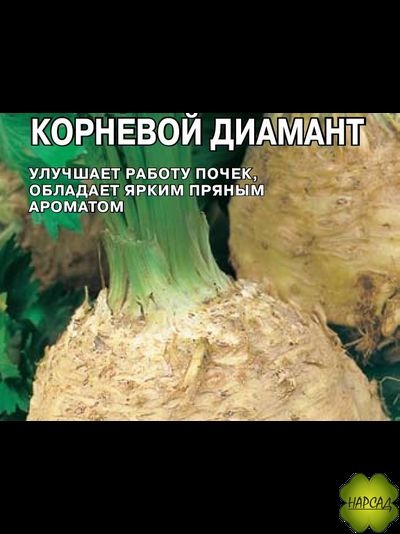 СЕЛЬДЕРЕЙ КОРНЕВОЙ "ДИАМАНТ"