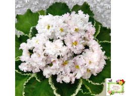 АВ-Богатая Невеста (Фиалковод) 2020 г.