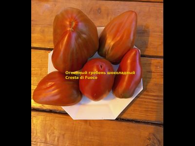 Томат Огненный гребень (Cresta di Fuoco) шоколадный, Италия