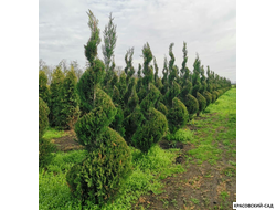 Топиар из Купрессоципариса Лейланда - Leyland Cypress