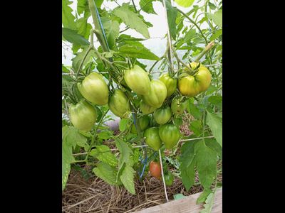 Томат Яйцо Быка с реки Гуадаррама (Huevo Toro Del Rio Guadarrama)