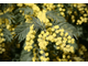 Цветочный воск Мимоза (Acacia mearnsii) 10г