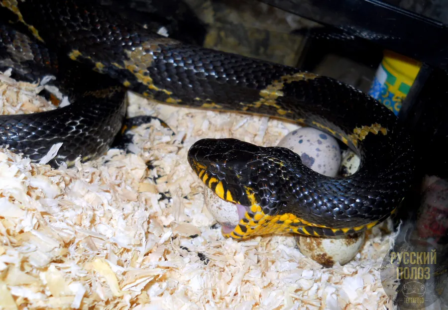 Амурский полоз, Полоз Шренка, Русский полоз, Elaphe shrenckii