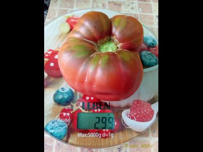 Томат Sandburg GVR