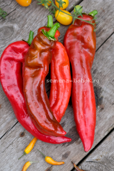 Перец сладкий Палермо Красный, 10 шт