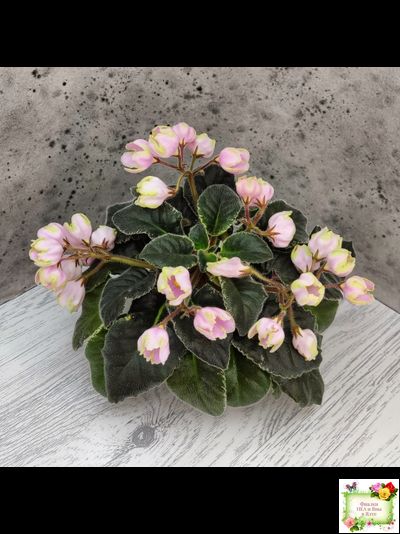 ЛЕ-Ландыши (Е. Лебецкая) 2020 г. (пестролистный лонг)