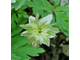 Anemone nemorosa Explosion