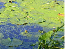 Химия и средства от водорослей