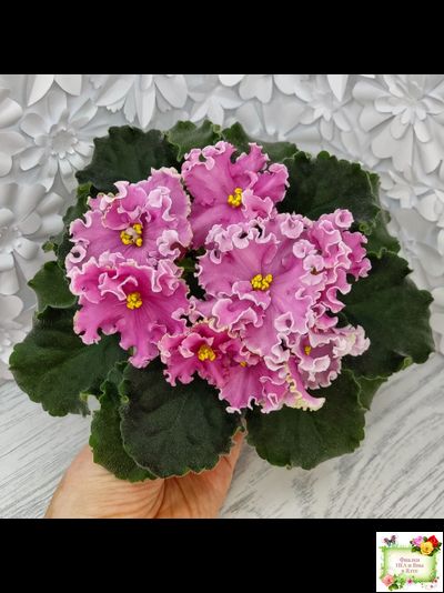 НД-Ливадия (Н. Данилова-Суворова) 2020 г.