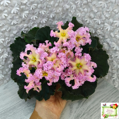 РМ-Оранжевое Лето (Н. Скорнякова) 2022 г.