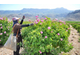 Роза дамасская (Rosa damascena), Иран, урожай 2024г,  1 г - 100% натуральное эфирное масло