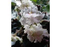 14) ЕК-Изумрудное кружево