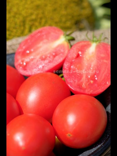 Томат Dwarf Sneaky Sauce (Гном для соуса), 10 шт