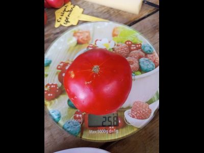 Томат Каркиано (Karkiano), Испания