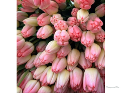 Тюльпан Super Model