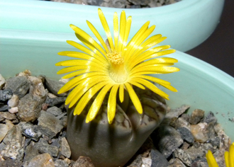 Lithops bromfieldii v.mennellii C283 - 10 семян