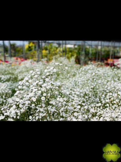 ГИПСОФИЛА метельчатая