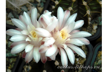 Gymnocalycium friedrichii hybr.