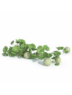 рассада Арбузы 10