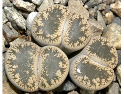 Lithops lesliei v.venteri (Чехия) - 10 семян