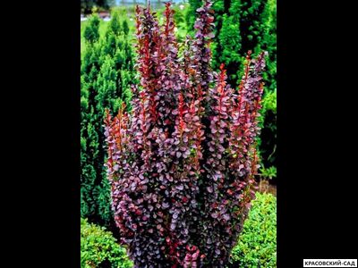 Барбарис Тунберга Red Pillar