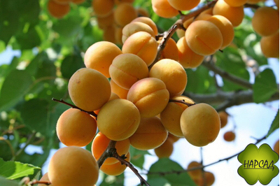 Водолей (очень сочный, морозостойкий)