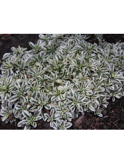 Арабис Ф. Кобургского Variegata