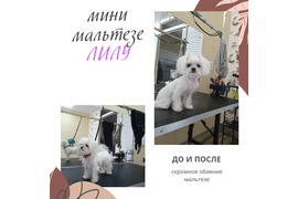 Мини мальтезе ЛИЛУ