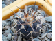 Gymnocalycium spegazzinii VG-577 (D=15-18мм)