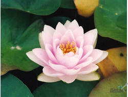 Нимфея Мадам Вилфрон Гоннер