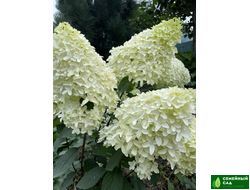 Гортензия метельчатая "Skyfall" (Скайфолл)