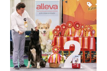 ЛУЧШИЙ ВЕТЕРАН / BEST IN SHOW VETERAN 2 место АМЕРИКАНСКАЯ АКИТА BYORN IZ OTCHEGO DOMA