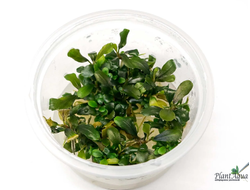 Буцефаландра Pygmaea (меристемная) АЗИЯ NANO контейнер