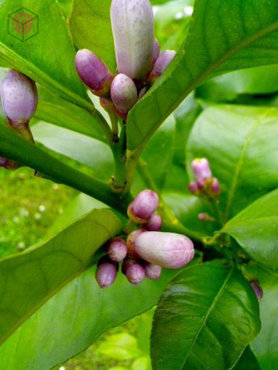 "Бутоны лимона" силиконовый молд