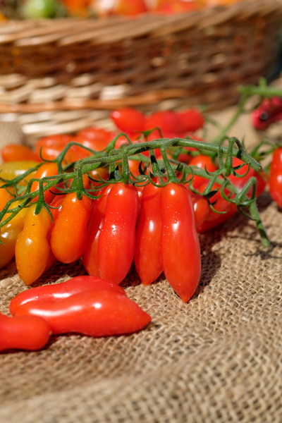 Томат Dulcita long (Сладкий Длинный), 5 шт