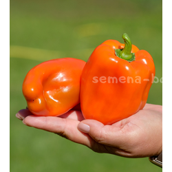 Перец сладкий Гюнстлинг, 10 шт