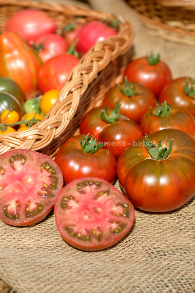 Томат Ярсон 16 (Jarson 16), 10 шт