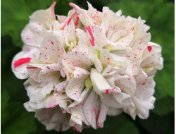 П189 Пеларгония ЮГ-Принцесса на Горошине укорененный черенок