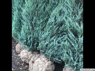 Можжевельник Моффат Блю - Moffat Blue