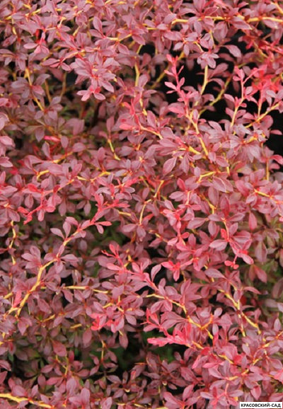 Барбарис Тунберга Orange dream