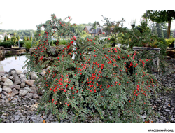 Кизильник Корал Бьюти - Coral Beauty